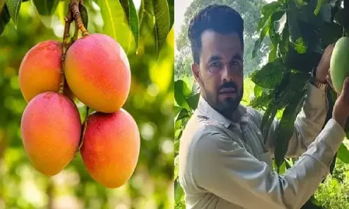 इजरायली आम से बदलेगी किसानों की किस्मत इजरायली आम से बदलेगी किसानों की किस्मत