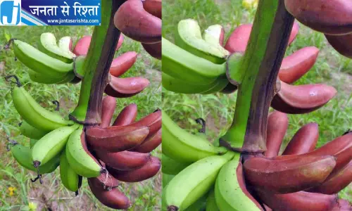 एक पेड़ पर हरे और लाल केले देख हैरान हुए लोग एक पेड़ पर हरे और लाल केले देख हैरान हुए लोग