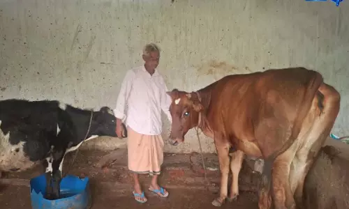 किस्तों को जोड़कर जुटाई पूंजी, गौ-पालन से हर बिक रहा 100 लीटर दूध