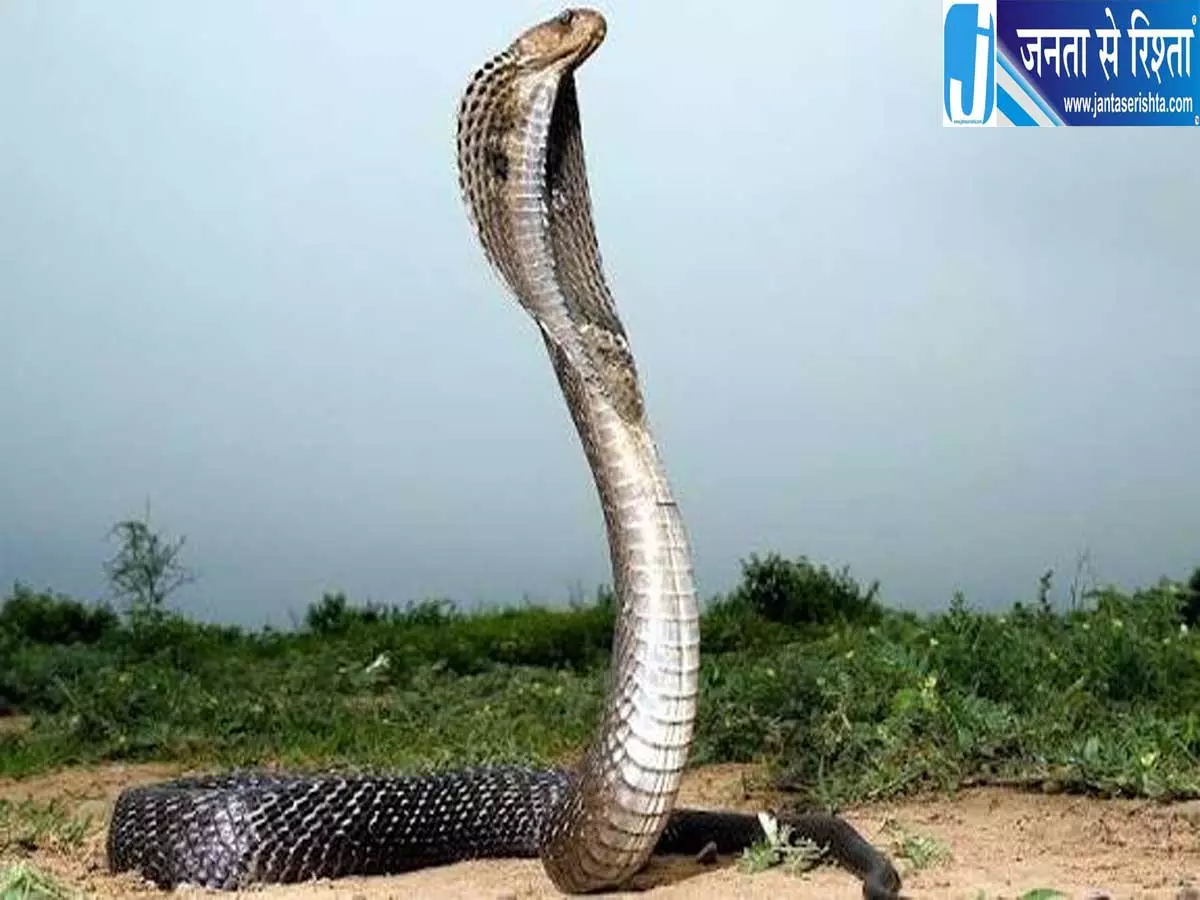 सोपोर की दरगाह में घुसा 4 फीट लंबा सांप वन विभाग ने किया रेस्क्यू सोपोर की दरगाह में घुसा 4 फीट लंबा सांप वन विभाग ने किया रेस्क्यू