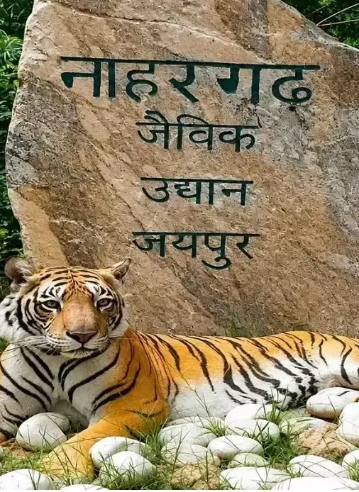 Jaipur: नाहरगढ़ बायोलॉजिकल पार्क में बाघ के हमले के बाद तीन अफसर एपीओ Jaipur: नाहरगढ़ बायोलॉजिकल पार्क में बाघ के हमले के बाद तीन अफसर एपीओ