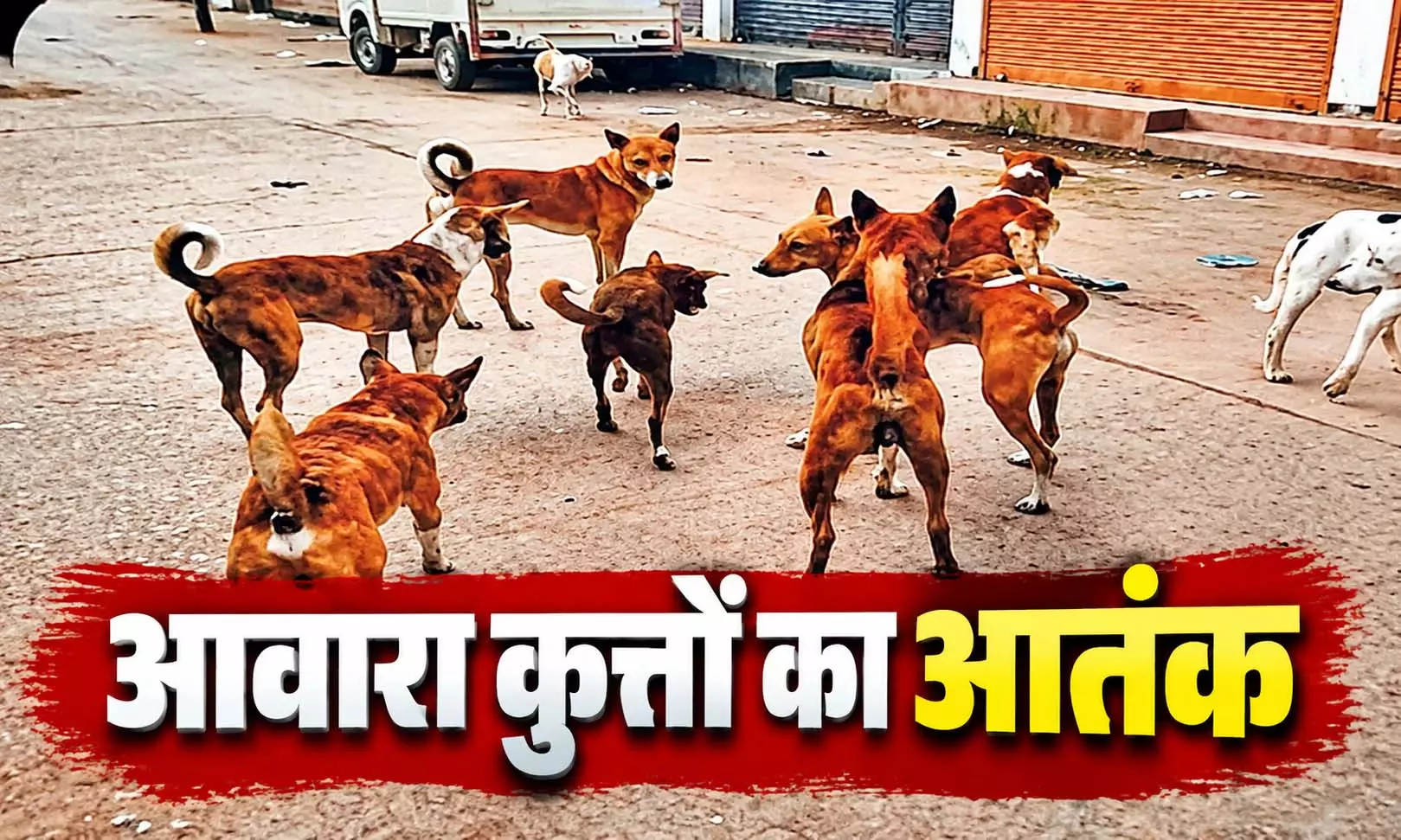 घर में आ धमके आवारा कुत्ते, झुंड ने बुजुर्ग को नोचकर मार डाला घर में आ धमके आवारा कुत्ते, झुंड ने बुजुर्ग को नोचकर मार डाला