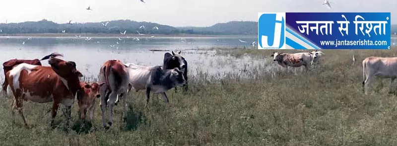 Kangra पोंग वेटलैंड में फंसी गायों का सफल रेस्क्यू Kangra पोंग वेटलैंड में फंसी गायों का सफल रेस्क्यू