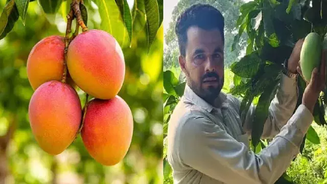 इजरायली आम से बदलेगी किसानों की किस्मत इजरायली आम से बदलेगी किसानों की किस्मत
