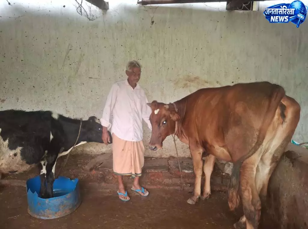 किस्तों को जोड़कर जुटाई पूंजी, गौ-पालन से हर बिक रहा 100 लीटर दूध किस्तों को जोड़कर जुटाई पूंजी, गौ-पालन से हर बिक रहा 100 लीटर दूध