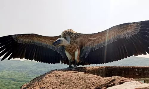 Bikaner: गिद्ध संरक्षण पर राष्ट्रीय संगोष्ठी, अंतरराष्ट्रीय गिद्ध दिवस पर आयोजन