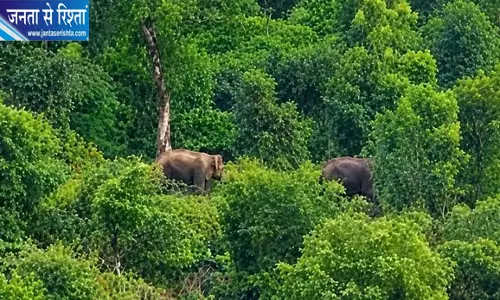 बांधवगढ़ से 250 किमी दूर प्रयागराज पहुंचे दो हाथी गांवों में दहशत वन विभाग अलर्ट बांधवगढ़ से 250 किमी दूर प्रयागराज पहुंचे दो हाथी गांवों में दहशत वन विभाग अलर्ट