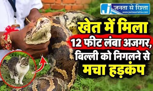 खेत में मिला 12 फीट लंबा अजगर, बिल्ली को निगलने से मचा हड़कंप
