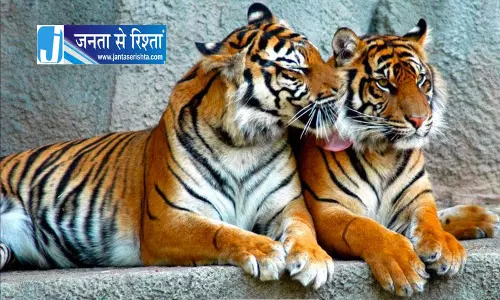 Nahan रेणुकाजी मिनी जू में दहाड़ेंगे टाइगर