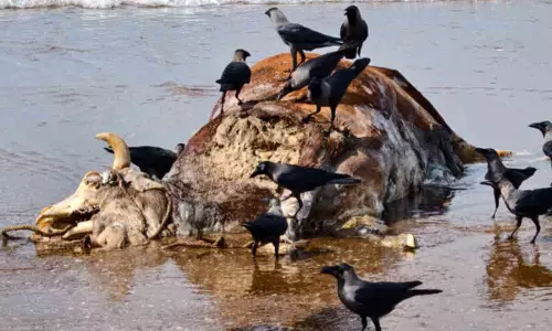 मिरामार बीच पर बहकर आया गाय का शव, स्वच्छता पर उठे सवाल