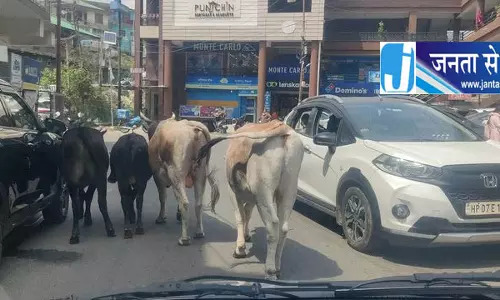 सड़कों पर मवेशियों का डेरा: पालमपुर में लगातार बढ़ रही दुर्घटनाओं से सहमे लोग