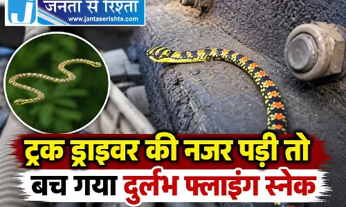 ट्रक ड्राइवर की नजर पड़ी तो बच गया दुर्लभ फ्लाइंग स्नेक