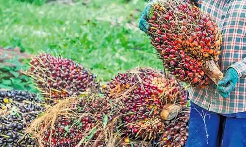 Andhra: किसानों ने पाम ऑयल की कीमत में बढ़ोतरी का स्वागत किया Andhra: किसानों ने पाम ऑयल की कीमत में बढ़ोतरी का स्वागत किया