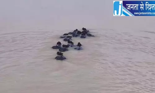 महानदी में बहीं 20 से ज्यादा भैंसें, रेस्क्यू ऑपरेशन शुरू