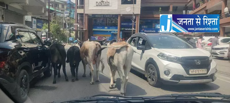 सड़कों पर मवेशियों का डेरा: पालमपुर में लगातार बढ़ रही दुर्घटनाओं से सहमे लोग सड़कों पर मवेशियों का डेरा: पालमपुर में लगातार बढ़ रही दुर्घटनाओं से सहमे लोग