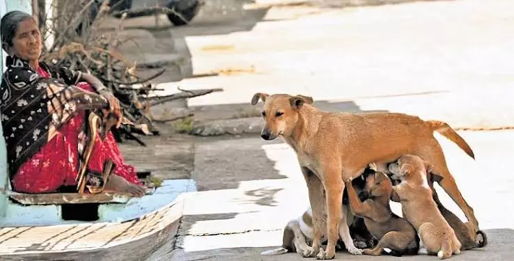 कुत्तों को खाना खिलाने पर हंगामा: IIT हैदराबाद के छात्रों का गंभीर आरोप कुत्तों को खाना खिलाने पर हंगामा: IIT हैदराबाद के छात्रों का गंभीर आरोप