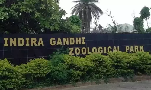 Andhra: ज़ेबरा, वालेबीज़, टैमारिन आईजीजेडपी पर पहुंचे Andhra: ज़ेबरा, वालेबीज़, टैमारिन आईजीजेडपी पर पहुंचे