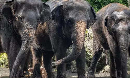 डुमरी क्षेत्र में पहुंचा 25 जंगली हाथियों का झुंड वन विभाग ने सात पंचायतों में जारी किया अलर्ट डुमरी क्षेत्र में पहुंचा 25 जंगली हाथियों का झुंड वन विभाग ने सात पंचायतों में जारी किया अलर्ट