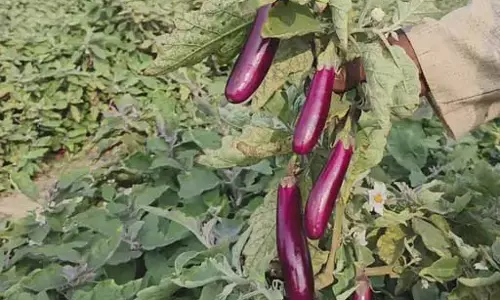 बंजर जमीन पर लहलहाई ग्राफ्टेड फसल बंजर जमीन पर लहलहाई ग्राफ्टेड फसल