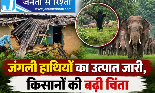 जंगली हाथियों का उत्पात जारी, किसानों की बढ़ी चिंता जंगली हाथियों का उत्पात जारी, किसानों की बढ़ी चिंता