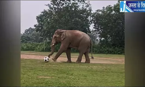 जंगली हाथी ने मैदान में खेला फुटबॉल