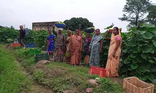 बिहान से बदली राह, 35 महिला किसानों ने 600 क्विंटल सब्जी उगाकर लिखी सफलता की कहानी बिहान से बदली राह, 35 महिला किसानों ने 600 क्विंटल सब्जी उगाकर लिखी सफलता की कहानी
