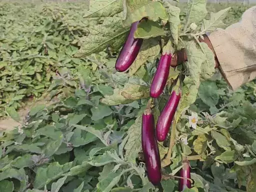 बंजर जमीन पर लहलहाई ग्राफ्टेड फसल बंजर जमीन पर लहलहाई ग्राफ्टेड फसल