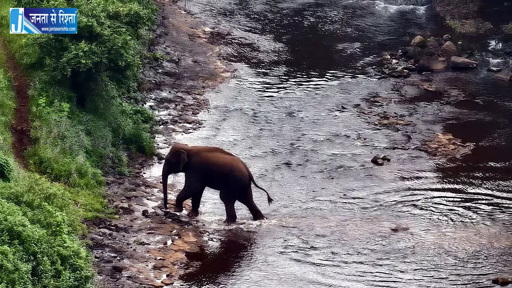 हाथी के खतरे को लेकर ग्रामीणों को जागरूक किया जा रहा हाथी के खतरे को लेकर ग्रामीणों को जागरूक किया जा रहा