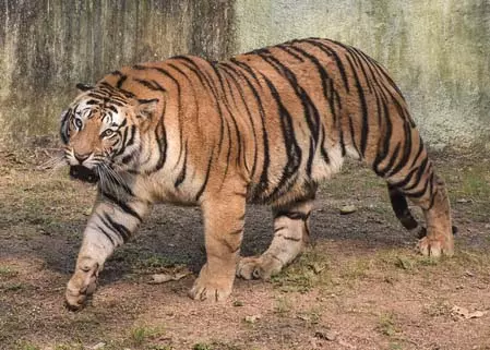 मवेशियों पर हमले के बाद बाघ को पकड़ने का अभियान शुरू मवेशियों पर हमले के बाद बाघ को पकड़ने का अभियान शुरू