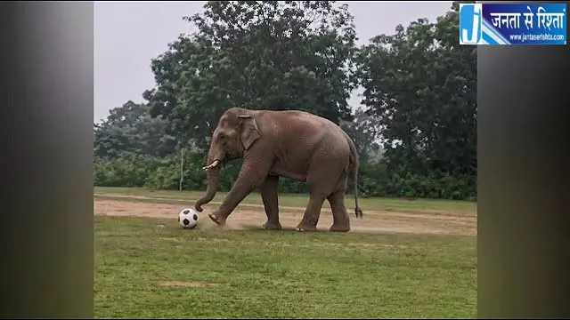 जंगली हाथी ने मैदान में खेला फुटबॉल जंगली हाथी ने मैदान में खेला फुटबॉल