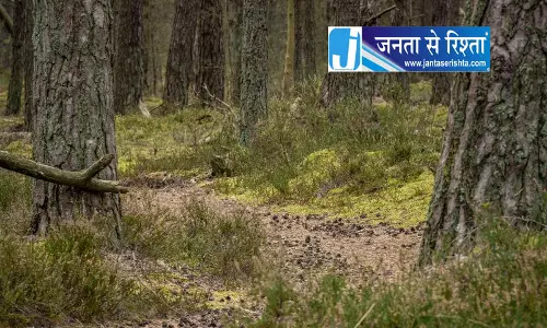 Haryana में दो मंज़ूर पदों के मुकाबले पाँच शीर्ष वन अधिकारी