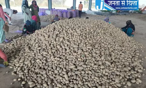 Kurukshetra आलू उत्पादकों को भावांतर राहत का इंतजार Kurukshetra आलू उत्पादकों को भावांतर राहत का इंतजार