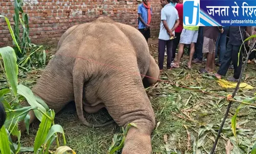फसल बचाने बिछाया बिजली का तार हाथी के लिए बना मौत का फंदा
