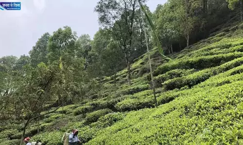 Tamil Nadu: कूनूर टी बोर्ड के अधिकारियों ने चाय उत्पादन इकाइयों का निरीक्षण किया