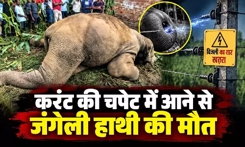 करंट की चपेट में आने से जंगली हाथी की मौत
