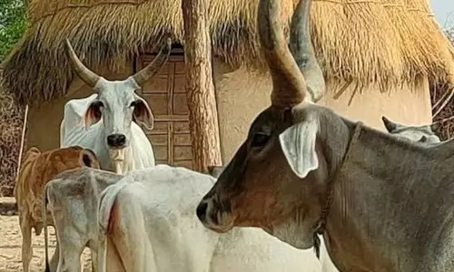 Jammu: गाय से क्रूरता मामले ने पकड़ा तूल, सख्त कार्रवाई की मांग Jammu: गाय से क्रूरता मामले ने पकड़ा तूल, सख्त कार्रवाई की मांग