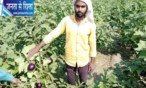 धान-गेहूं छोड़ सब्जियों की खेती से समृद्धि की राह पर पंचदेवरी के किसान धान-गेहूं छोड़ सब्जियों की खेती से समृद्धि की राह पर पंचदेवरी के किसान