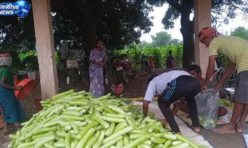 बिहान से बदली राह 35 महिला किसानों ने 600 क्विंटल सब्जी उगाकर लिखी सफलता की नई कहानी बिहान से बदली राह 35 महिला किसानों ने 600 क्विंटल सब्जी उगाकर लिखी सफलता की नई कहानी