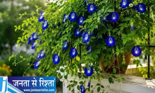 फूलों से लद जाएगी अपराजिता की बेल डालें ये एक खास घोल