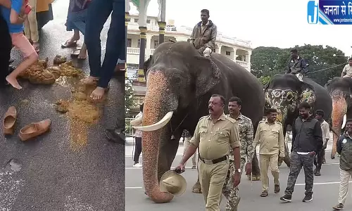 मैसूर दशहरा की तैयारी के बीच दिखी अनोखी परंपरा हाथी के गोबर पर चले लोग मैसूर दशहरा की तैयारी के बीच दिखी अनोखी परंपरा हाथी के गोबर पर चले लोग