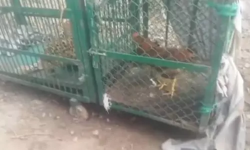 Jammu: डांगबल टक्की सुल्तान क्षेत्र में तेंदुआ पकड़ा गया, वन्यजीव विभाग की कार्रवाई Jammu: डांगबल टक्की सुल्तान क्षेत्र में तेंदुआ पकड़ा गया, वन्यजीव विभाग की कार्रवाई