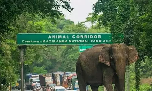 काजीरंगा कॉरिडोर अधिसूचना हटाने पर उठे सवाल, रिलायंस के चाय बागान पर चर्चा काजीरंगा कॉरिडोर अधिसूचना हटाने पर उठे सवाल, रिलायंस के चाय बागान पर चर्चा