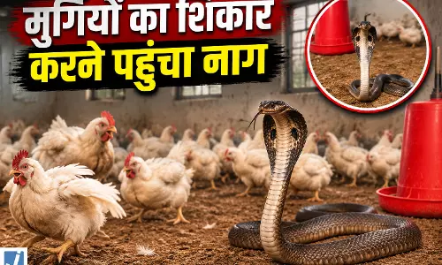 कोरबा के पोल्ट्री फार्म में घुसा नाग, मुर्गियों पर हमला करने से पहले हुआ रेस्क्यू