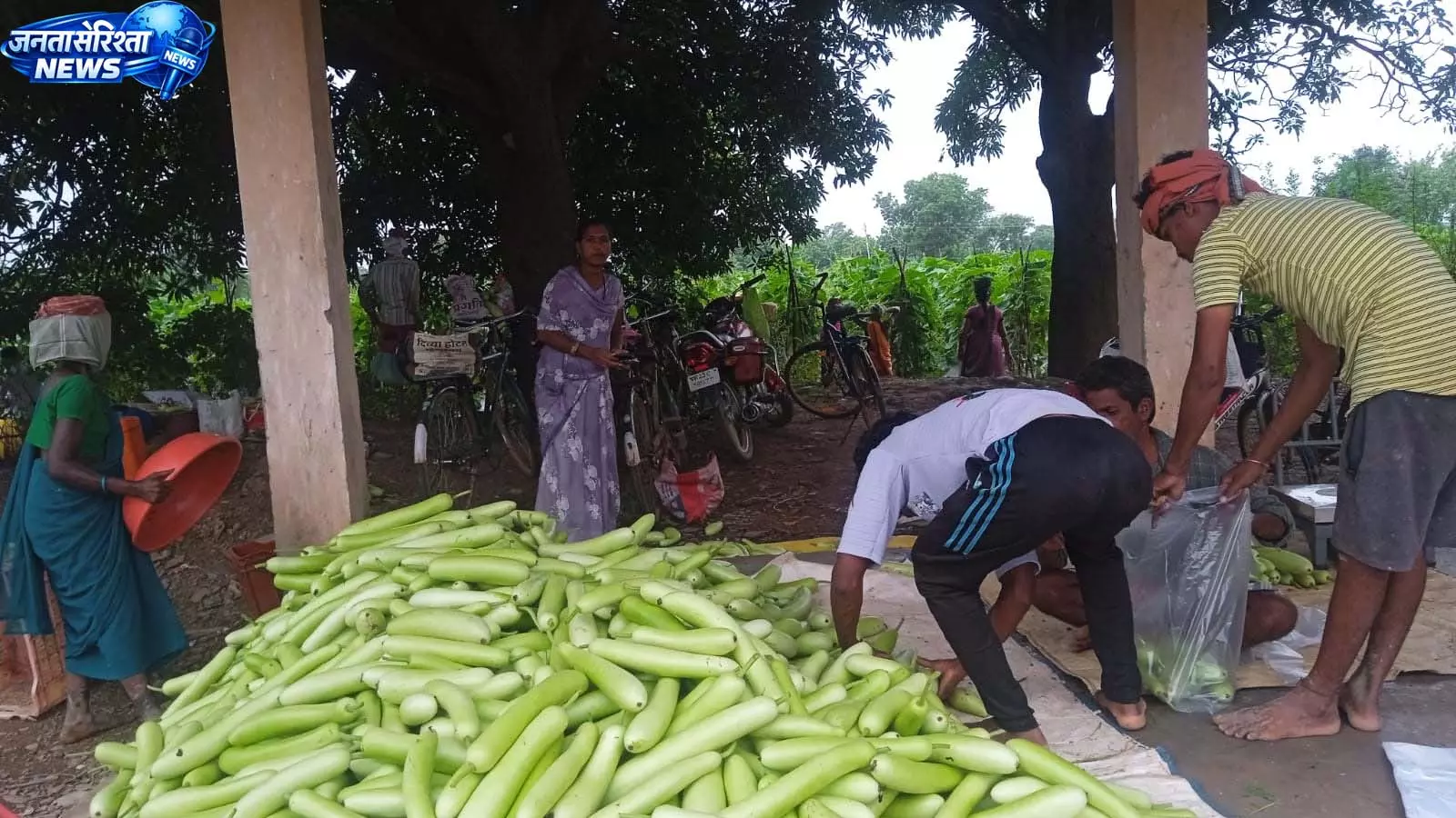 बिहान से बदली राह 35 महिला किसानों ने 600 क्विंटल सब्जी उगाकर लिखी सफलता की नई कहानी बिहान से बदली राह 35 महिला किसानों ने 600 क्विंटल सब्जी उगाकर लिखी सफलता की नई कहानी