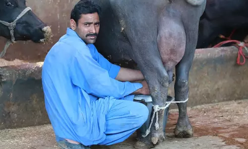 बिहार के पशुपालकों को बड़ी राहत, अब दूध बिक्री की राशि सीधे बैंक खाते में होगी ट्रांसफर बिहार के पशुपालकों को बड़ी राहत, अब दूध बिक्री की राशि सीधे बैंक खाते में होगी ट्रांसफर