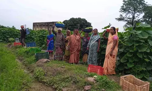 महिला किसानों ने 600 क्विंटल सब्जी उगाकर लिखी सफलता की नई कहानी महिला किसानों ने 600 क्विंटल सब्जी उगाकर लिखी सफलता की नई कहानी