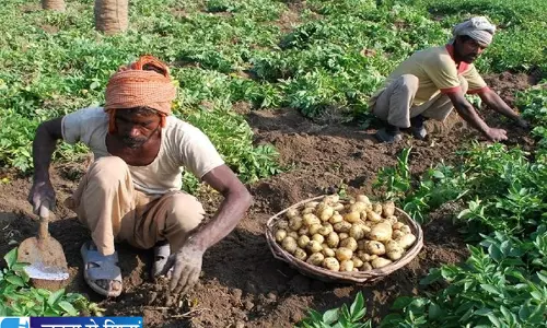 फसल बेचने में जल्दबाजी न करें त्योहारों में आलू से मिल सकता है बेहतर भाव
