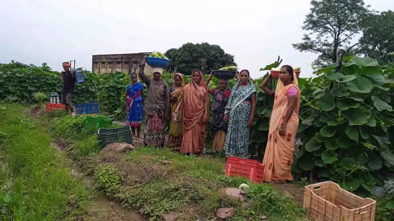 महिला किसानों ने 600 क्विंटल सब्जी उगाकर लिखी सफलता की नई कहानी महिला किसानों ने 600 क्विंटल सब्जी उगाकर लिखी सफलता की नई कहानी