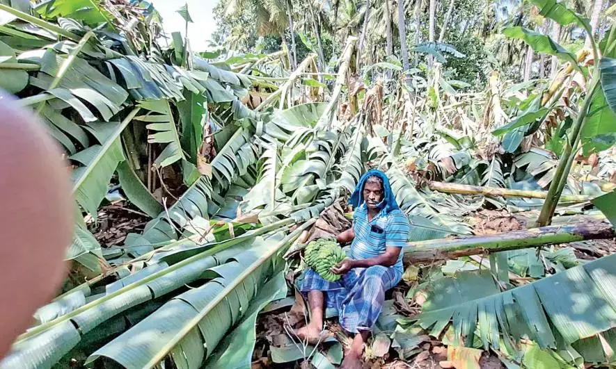 Tamil Nadu: तिरुवैयारु में बारिश और बवंडर से 10,000 केले के पेड़ नष्ट हो गए Tamil Nadu: तिरुवैयारु में बारिश और बवंडर से 10,000 केले के पेड़ नष्ट हो गए