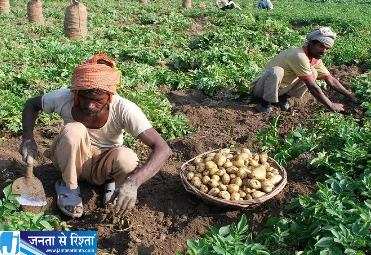 फसल बेचने में जल्दबाजी न करें त्योहारों में आलू से मिल सकता है बेहतर भाव फसल बेचने में जल्दबाजी न करें त्योहारों में आलू से मिल सकता है बेहतर भाव